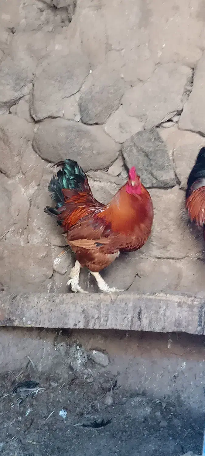 خروس و مرغ و غاز محلی طبیعی|حیوانات مزرعه|مشگین شهر, |دیوار