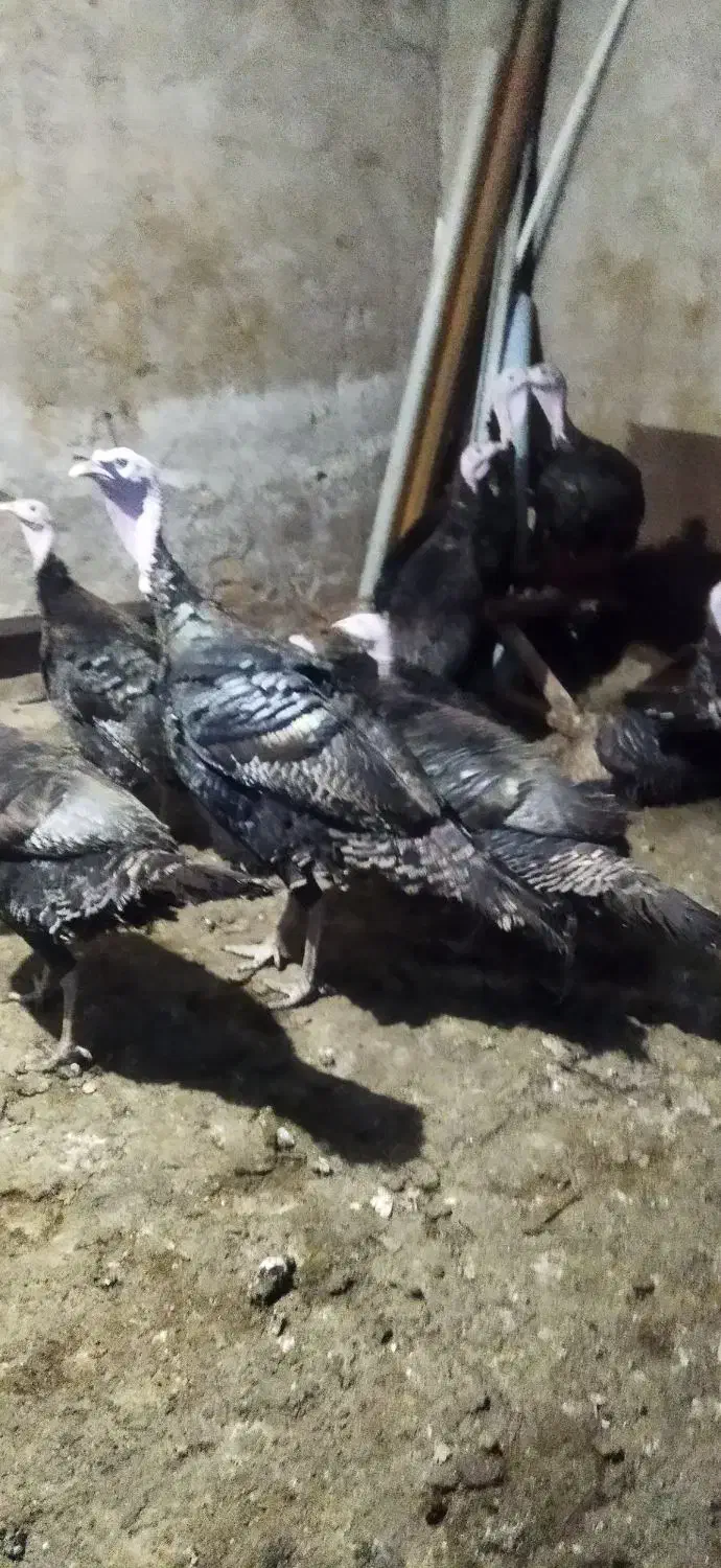 بوقلمون ارگانیک|حیوانات مزرعه|تاکستان, |دیوار