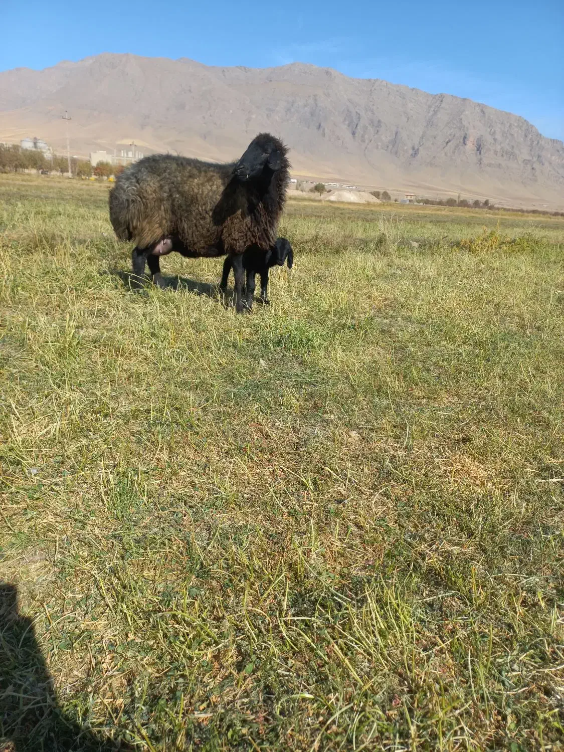 میش بره|حیوانات مزرعه|زالیان, |دیوار