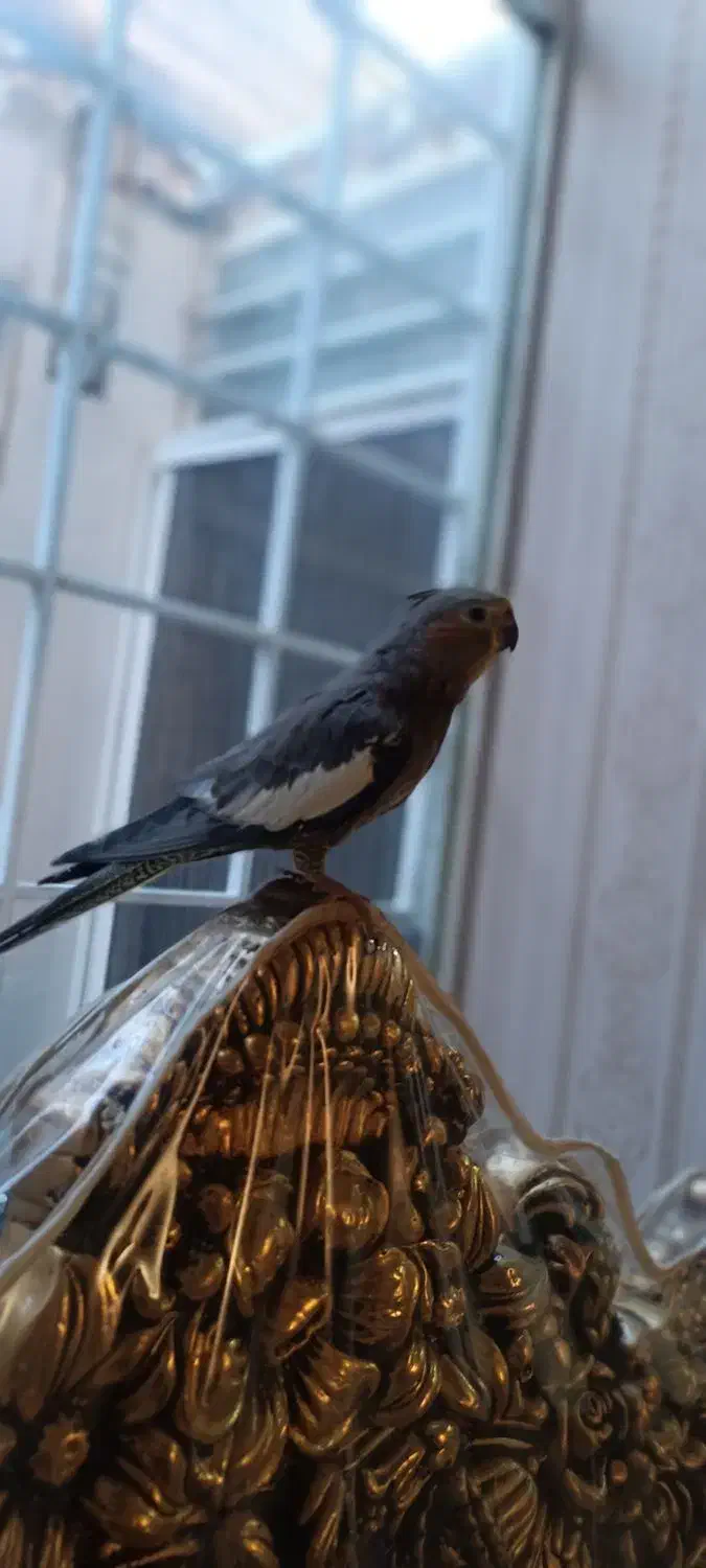 فروش عروس هلندی|پرنده|ایلام, |دیوار