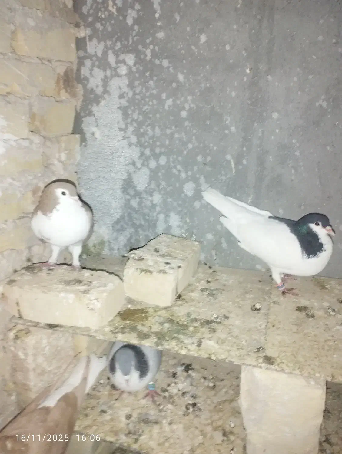 کبوتر فروشی|پرنده|خلیل آباد, |دیوار