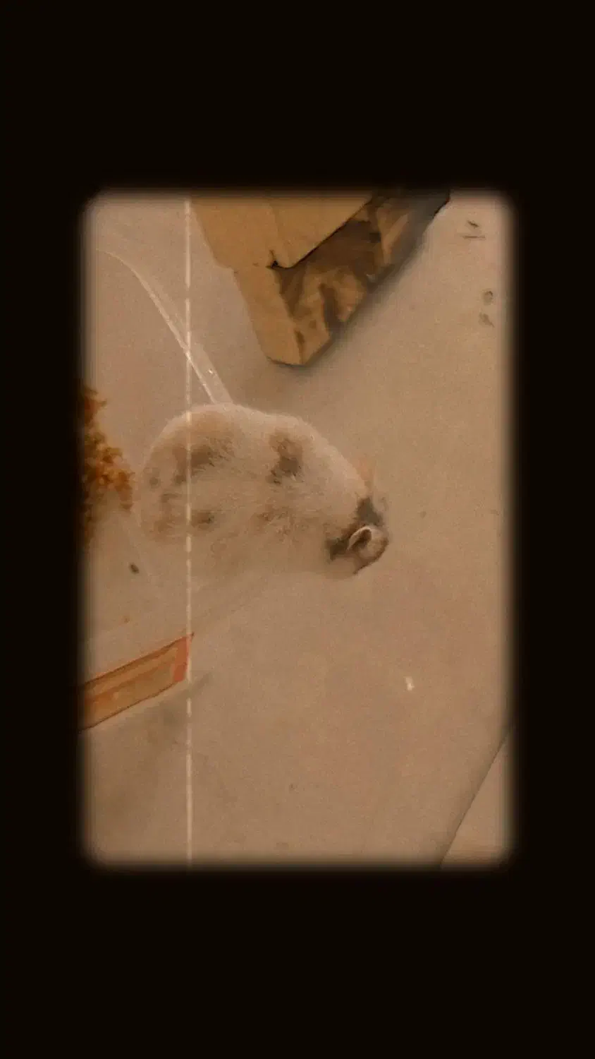 بچه همستر|موش و خرگوش|مشهد, توس (بلوار توس)|دیوار