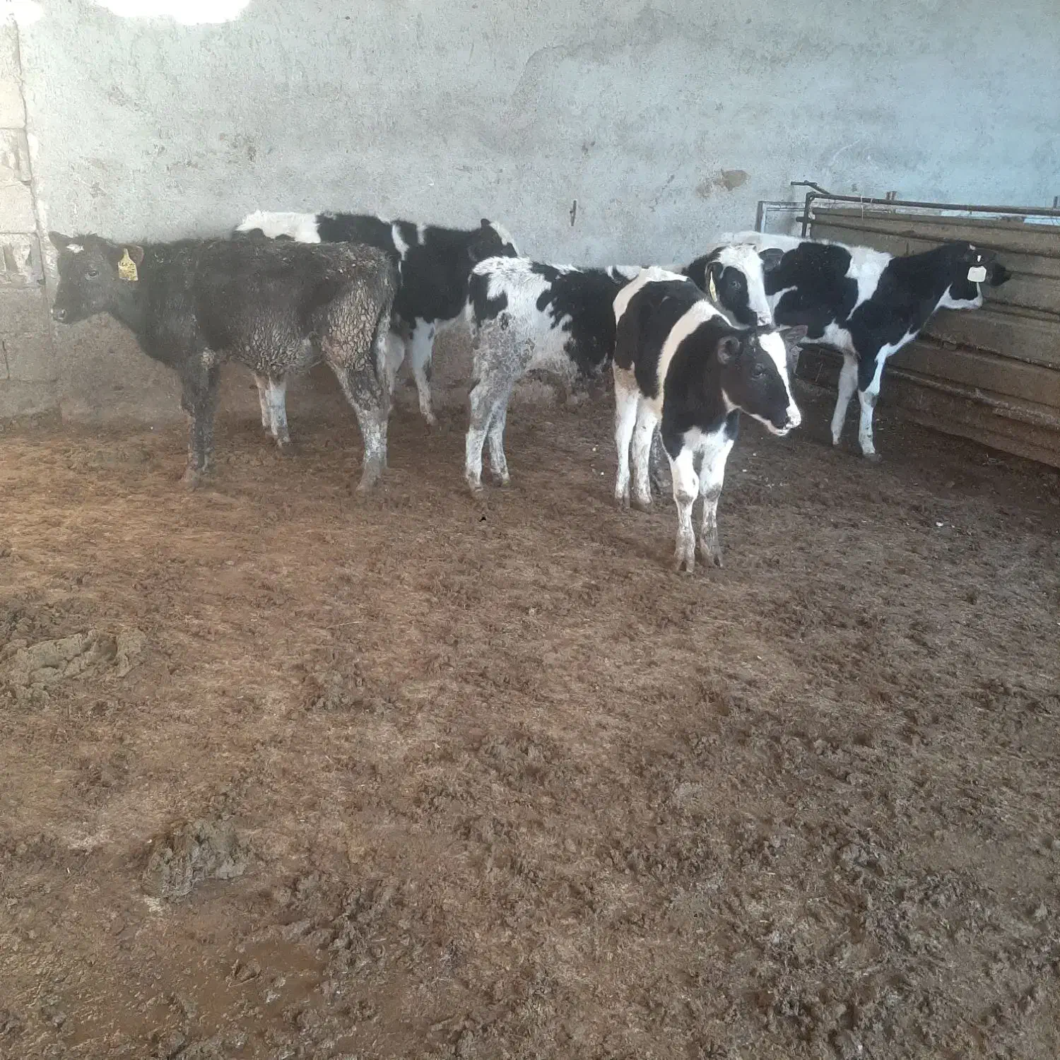 گاو گوساله|حیوانات مزرعه|مرودشت, رامجرد یک|دیوار