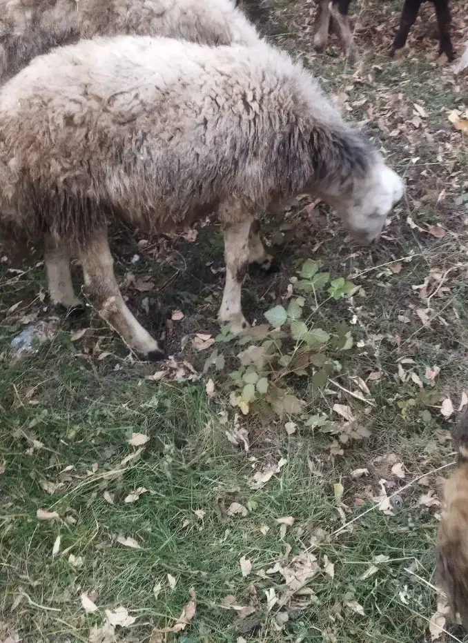 برهنر|حیوانات مزرعه|اشترینان, |دیوار