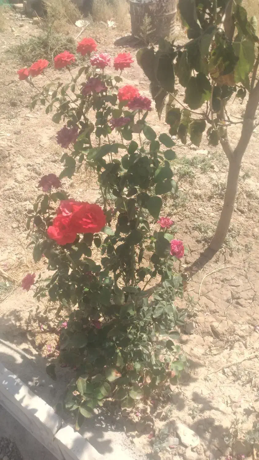 زمین ۷۰۰متری ملکی باآب برق فردوسی زاک ماریان|فروش زمین و ملک کلنگی|مشهد, توس فردوسی|دیوار