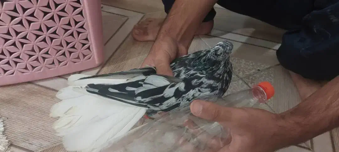 نر دم سفید|پرنده|اهواز, کوی رمضان|دیوار