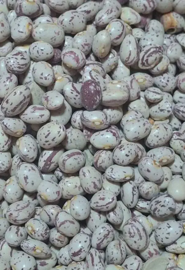 لوبیا چیتی|خوردنی و آشامیدنی|شیراز, گلشن|دیوار