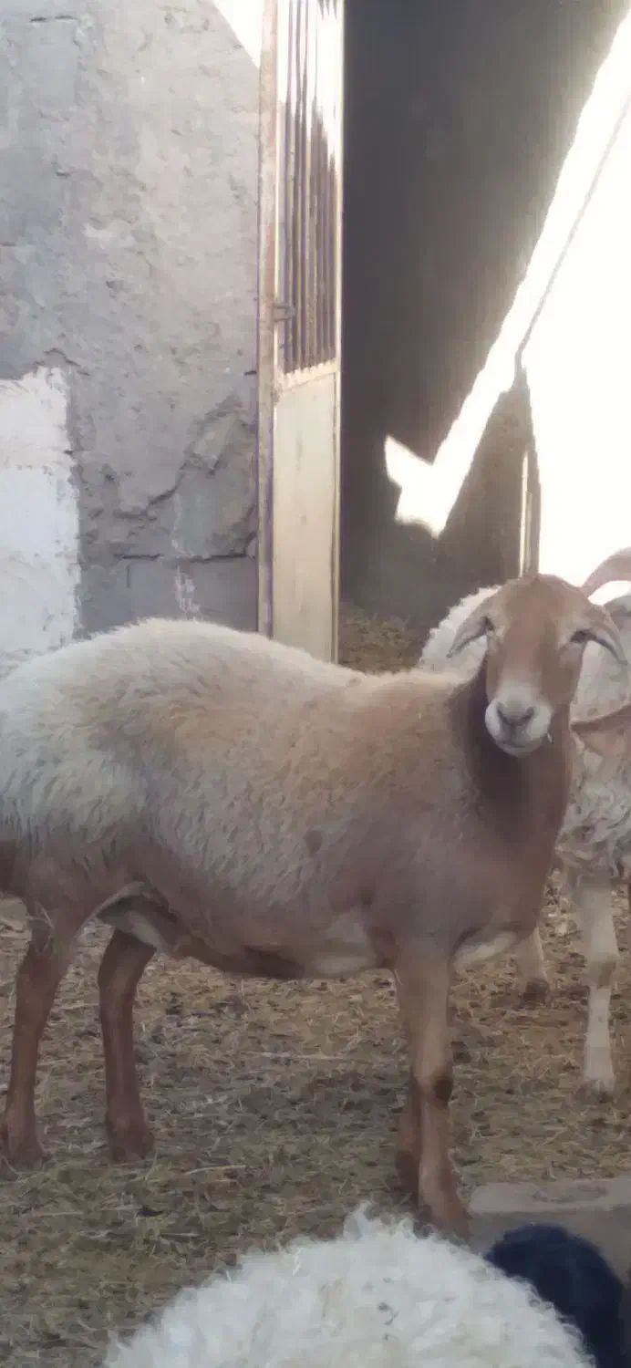 میش چینی قندوزی|حیوانات مزرعه|کرمان, |دیوار