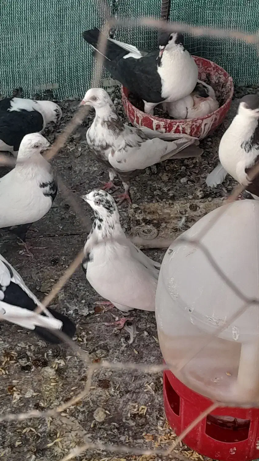 کبوتر فروشی|پرنده|اصفهان, شهرک صنعتی جی|دیوار