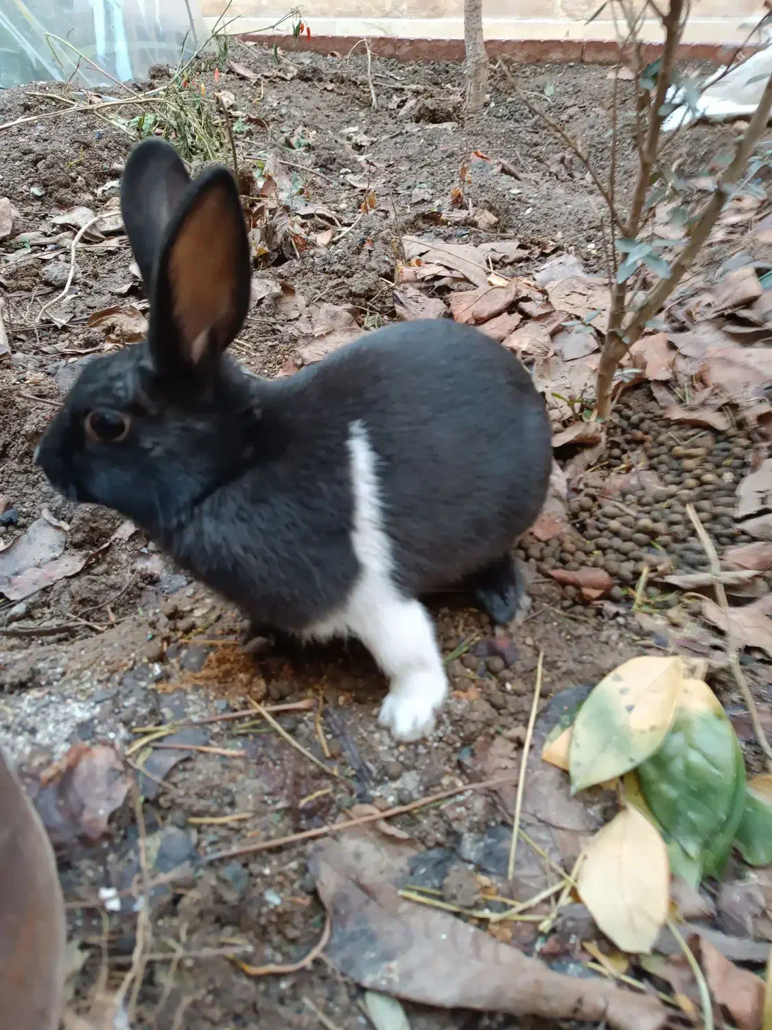 خرگوش|موش و خرگوش|نیشابور, امین اسلامی|دیوار