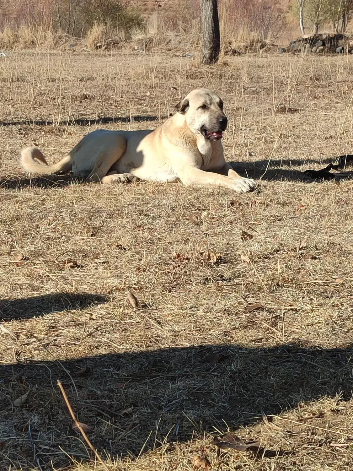 سگ پژدر 15ماهه|سگ|مهربان, |دیوار