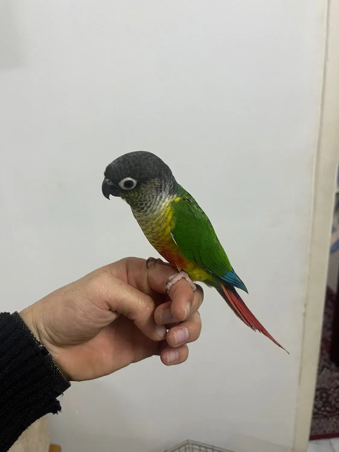 گرینچیک|پرنده|قم, یزدان‌شهر|دیوار