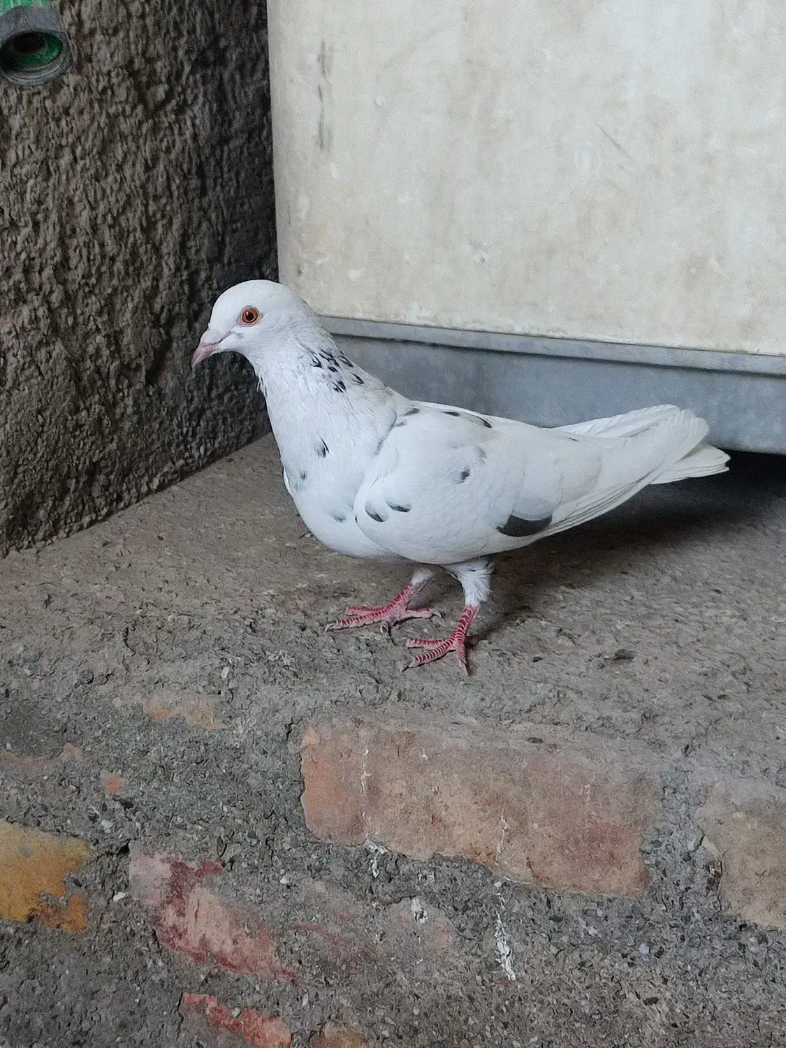 کبوتر|پرنده|ایرانشهر, |دیوار