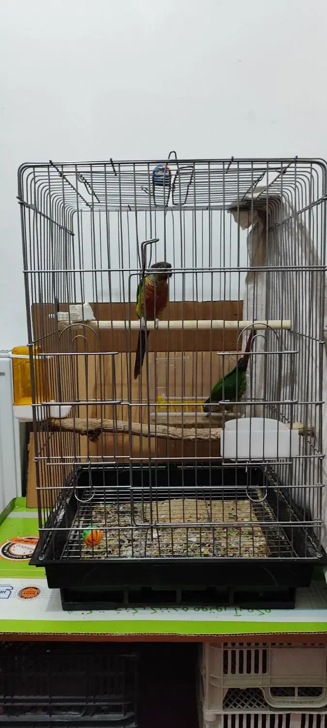 قفس کاسکویی نو|لوازم جانبی حیوانات|ساوه, |دیوار