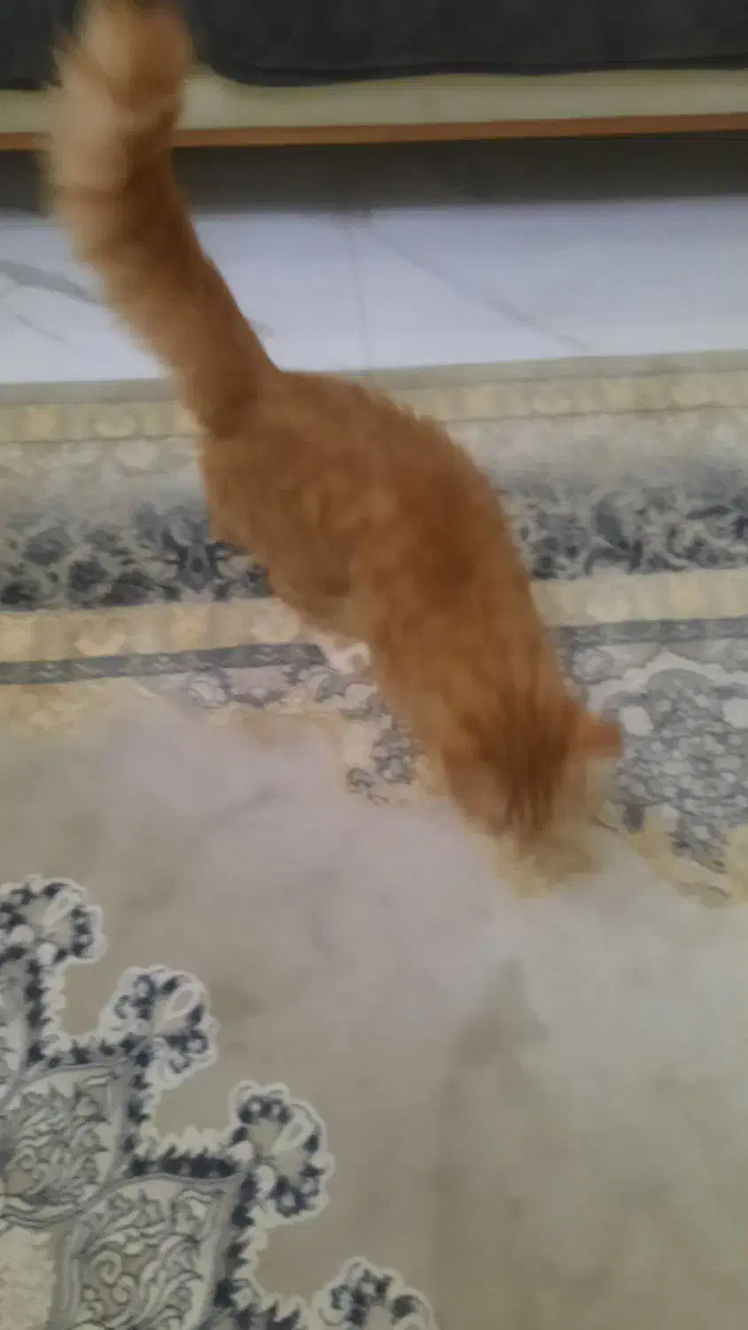 واگذاری گربه|گربه|تهران, کیانشهر|دیوار