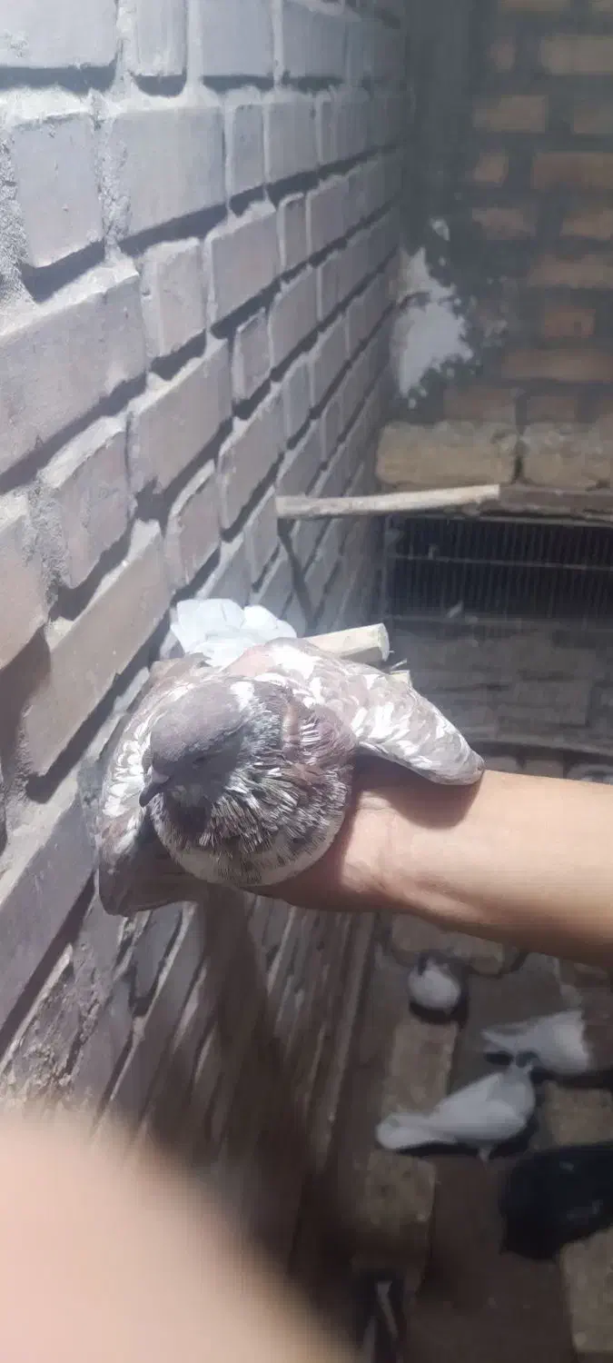 کبوتر|پرنده|فریمان, |دیوار