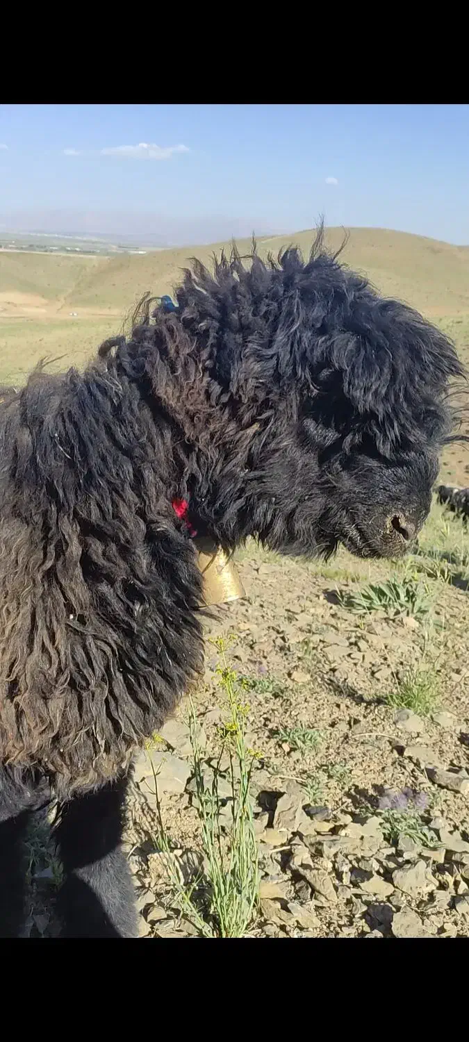 بره قوچ کری|حیوانات مزرعه|شهرکرد, |دیوار