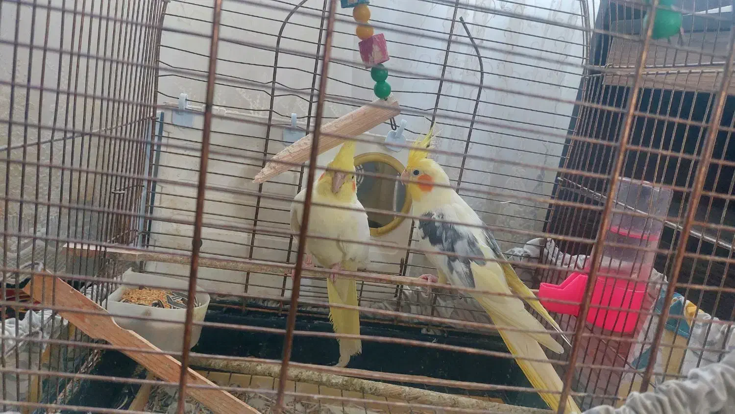 عرس هلندی جفت|پرنده|طبس, |دیوار