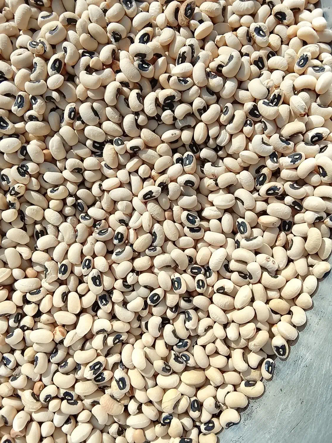 لوبیا چشم بلبلی|خوردنی و آشامیدنی|دوزین, |دیوار