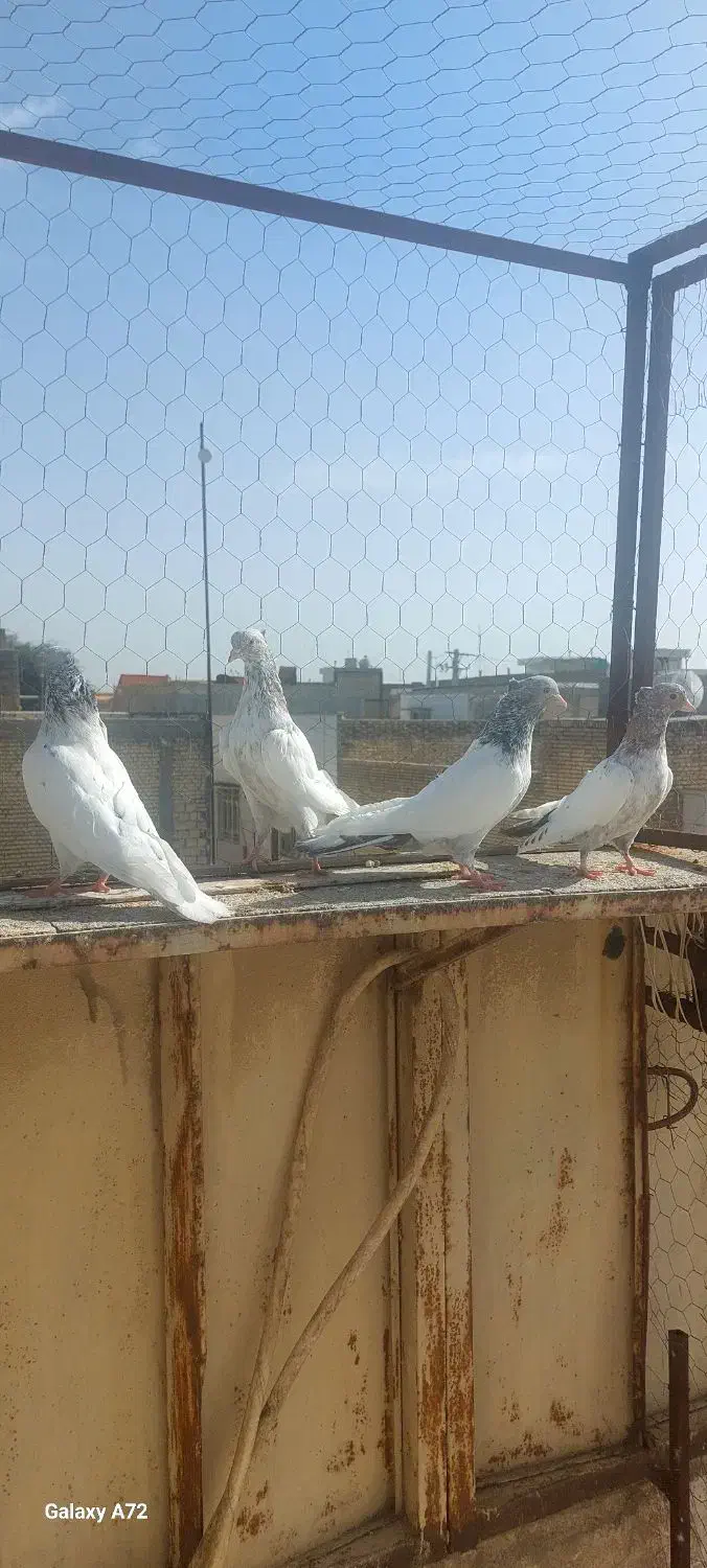 نر هفت رنگ|حیوانات|بهبهان, |دیوار