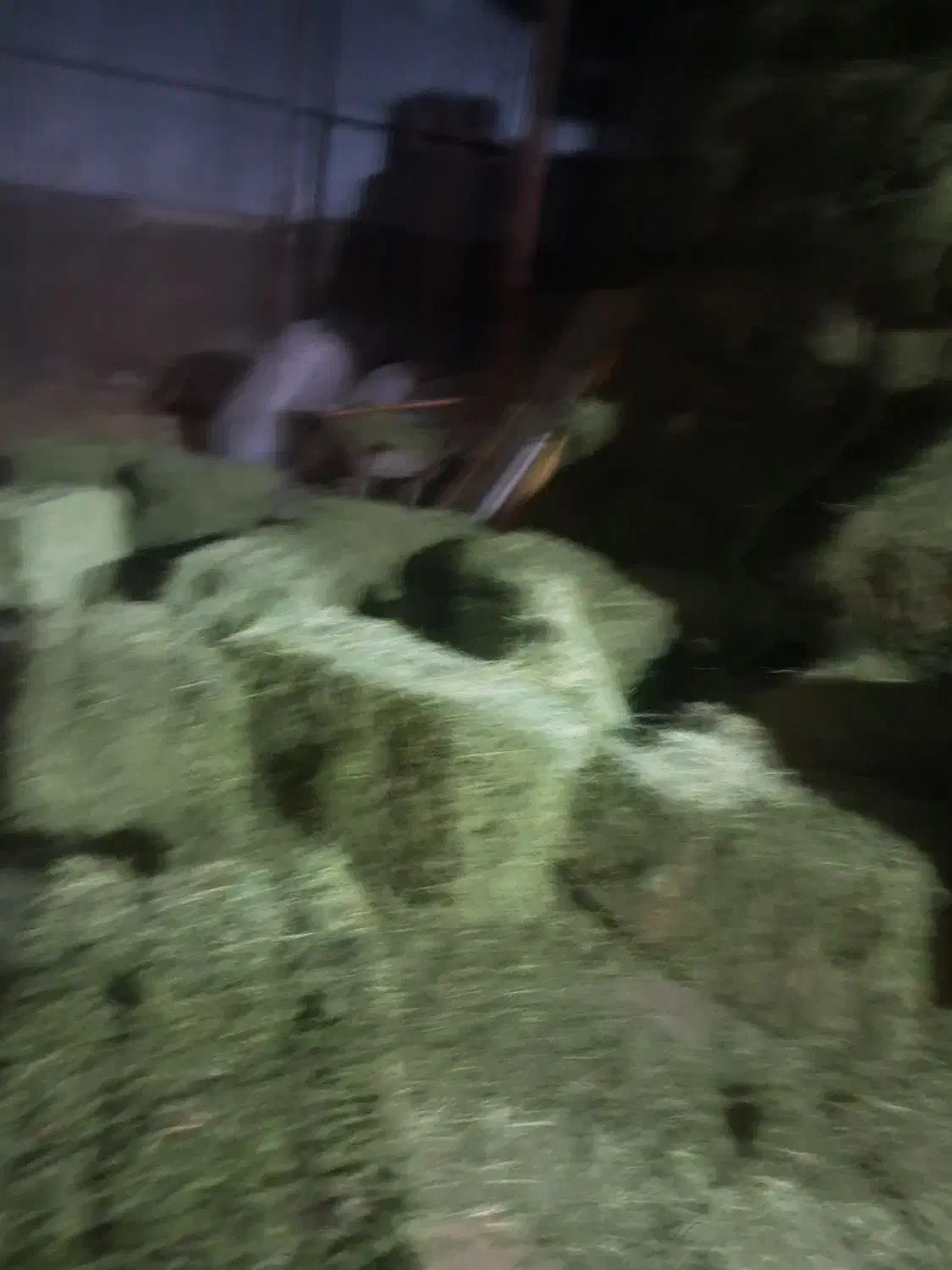 خوراکدام وطیور|لوازم جانبی حیوانات|زرند, |دیوار