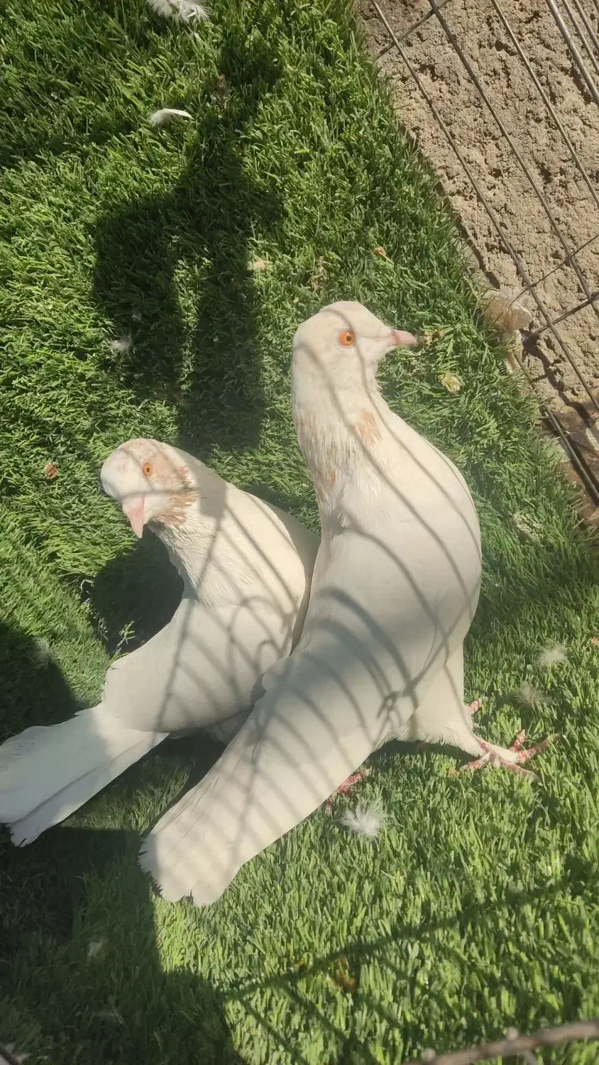 حیوون کاشون|پرنده|اردکان, |دیوار