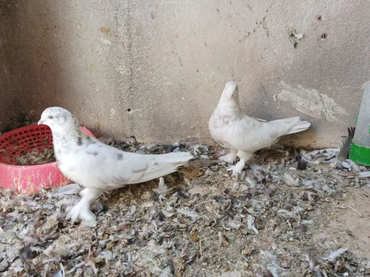 کبوتر گلی بزن|پرنده|زرقان, |دیوار