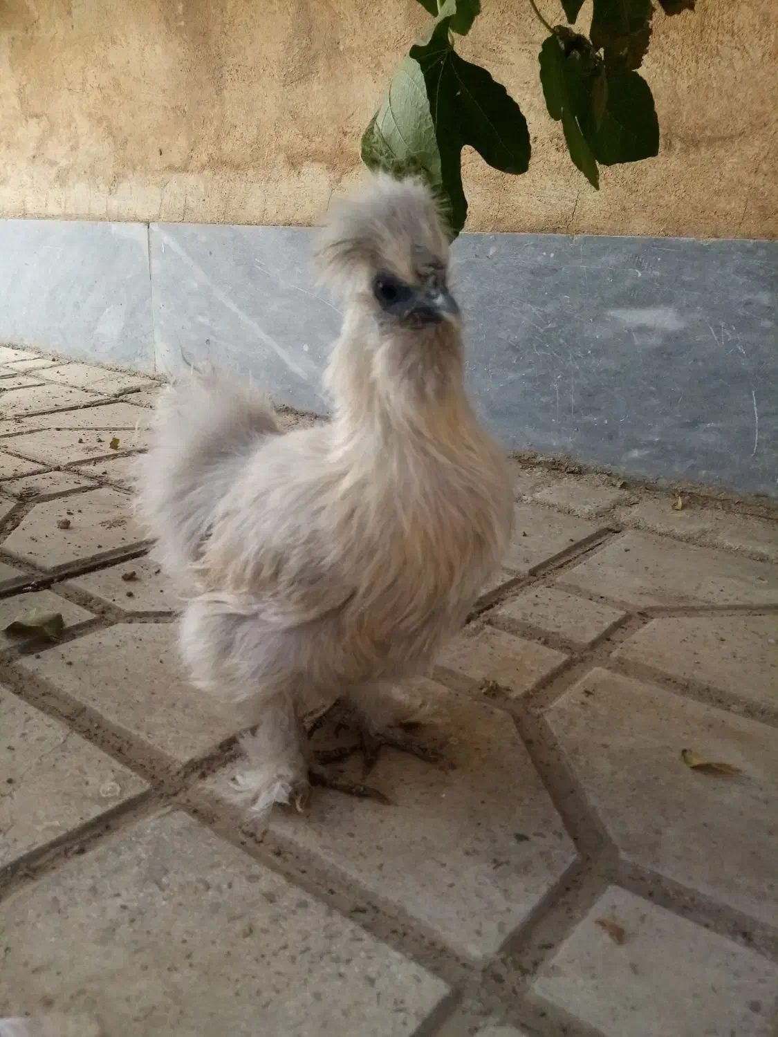 تخم نطفه دار ابریشمی|حیوانات مزرعه|هشتگرد, شهرک بعثت|دیوار