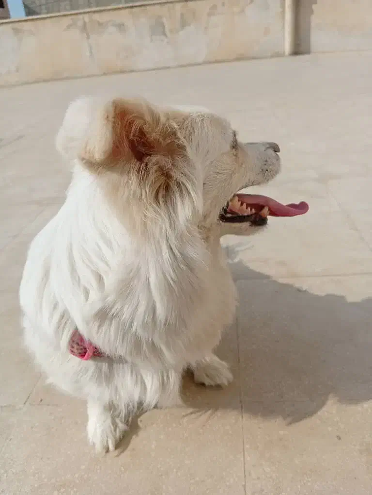 سگ اشتپیز|سگ|کرج, کمال‌شهر|دیوار