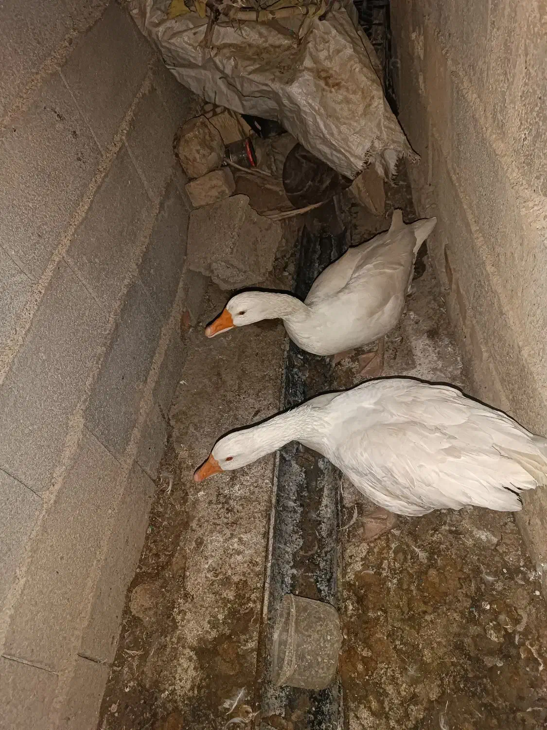 پرواز در آسمان|حیوانات مزرعه|نهاوند, |دیوار