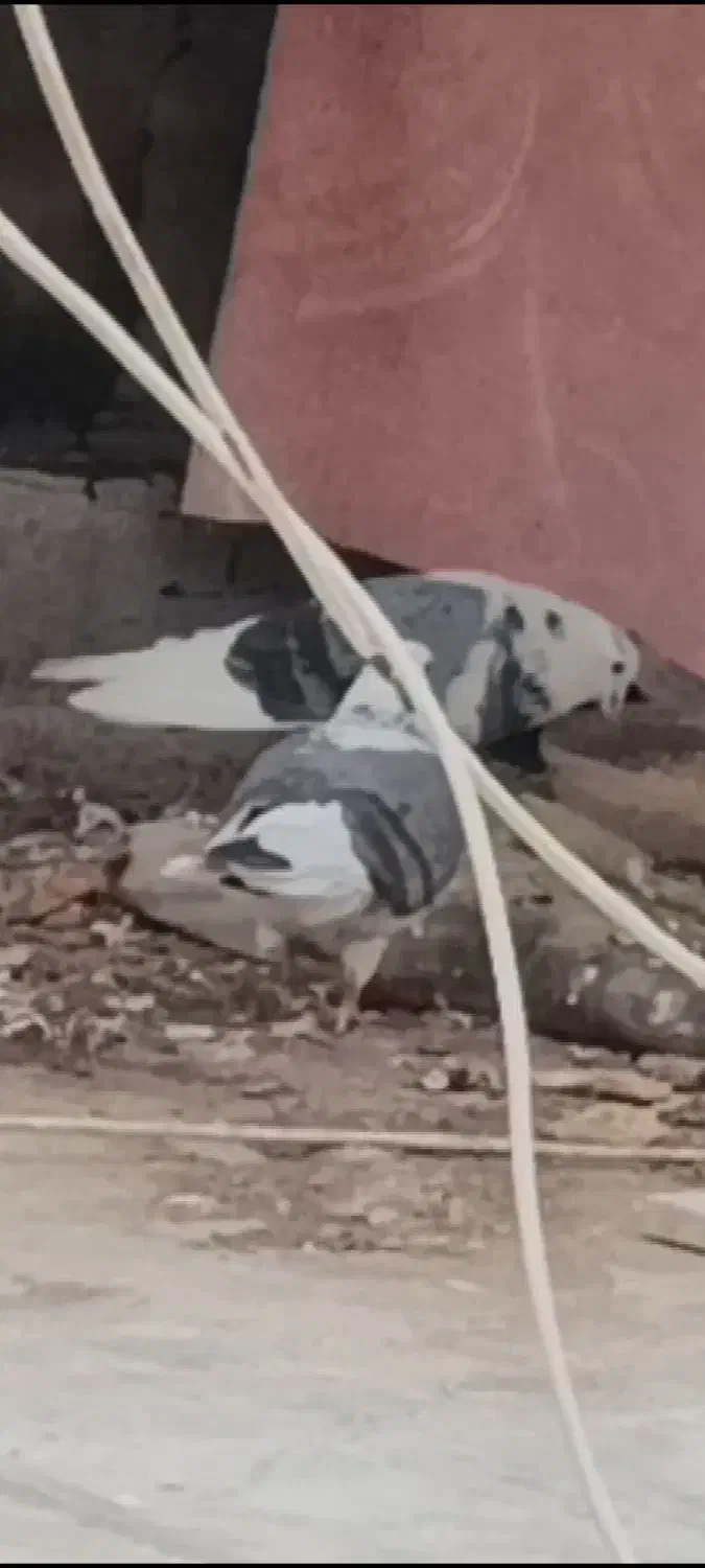 پرنده جفت|پرنده|اردبیل, |دیوار