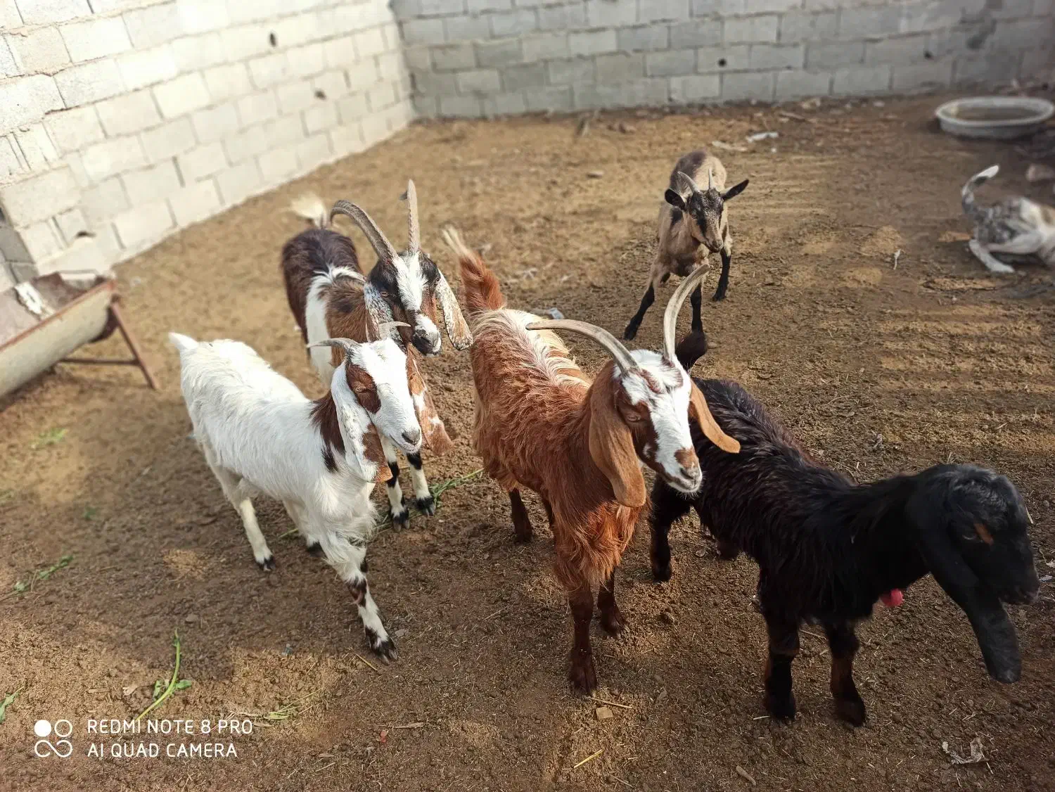 بز های ماده|حیوانات مزرعه|بندر ترکمن, |دیوار