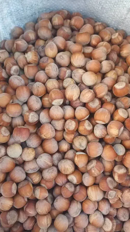 فروش عمده مغز فندق و فندق ترک خورده|خوردنی و آشامیدنی|قم, آزادگان|دیوار