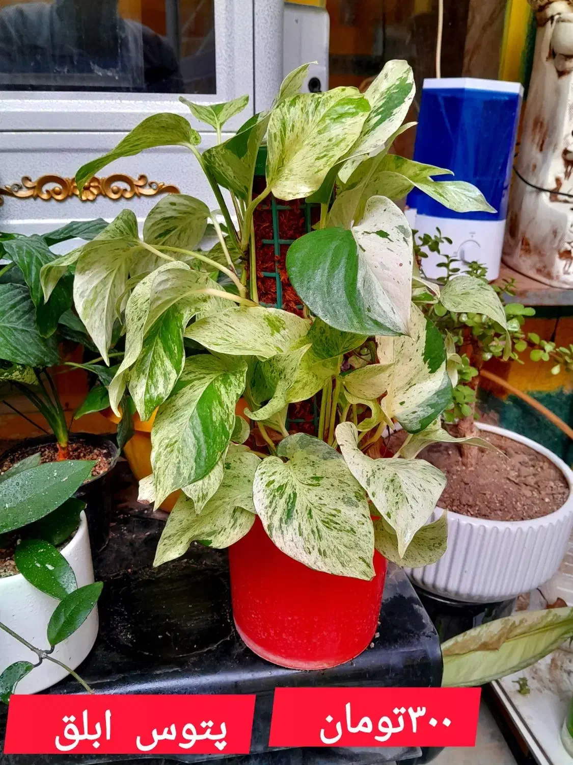 گلهای با کیفیت|گل و گیاه طبیعی|کرمانشاه, |دیوار