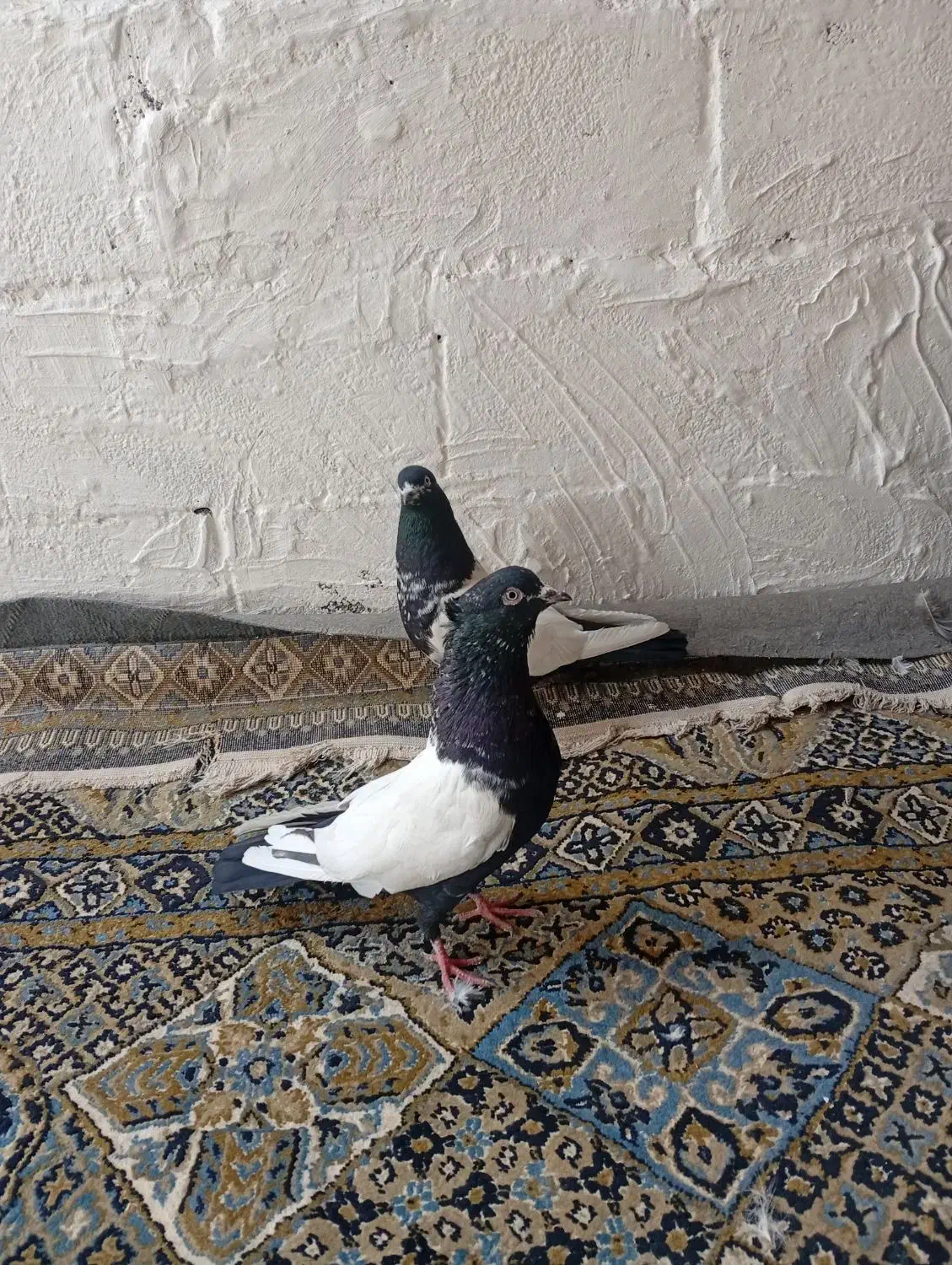 سرته سی نرو ماده معاوضه|پرنده|خرمآباد, |دیوار