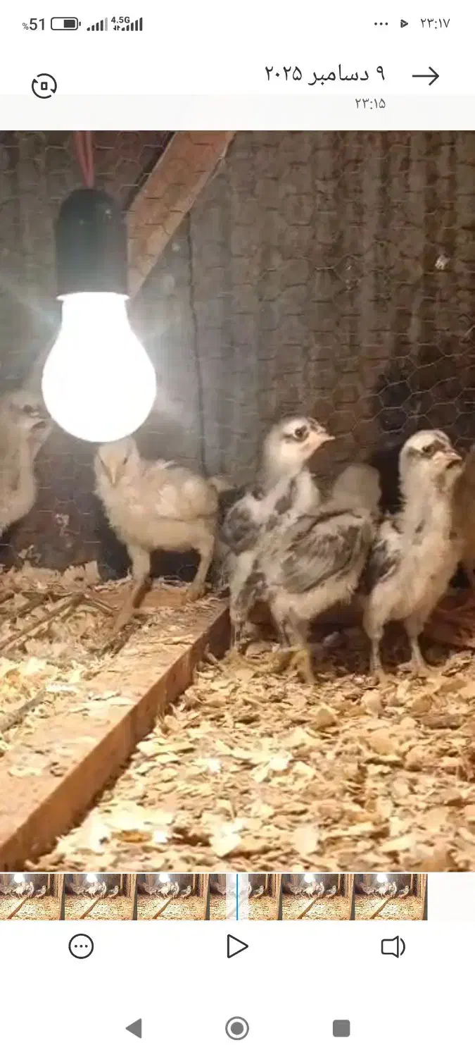 جوجه فروشی|حیوانات مزرعه|نوشهر, |دیوار