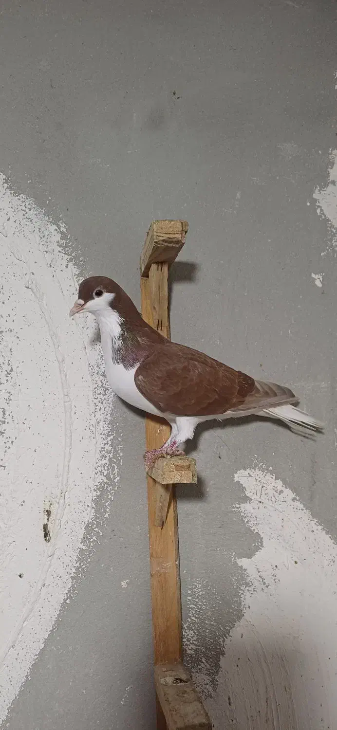 کبوتر ساده چپ سرخ|پرنده|گرگان, |دیوار