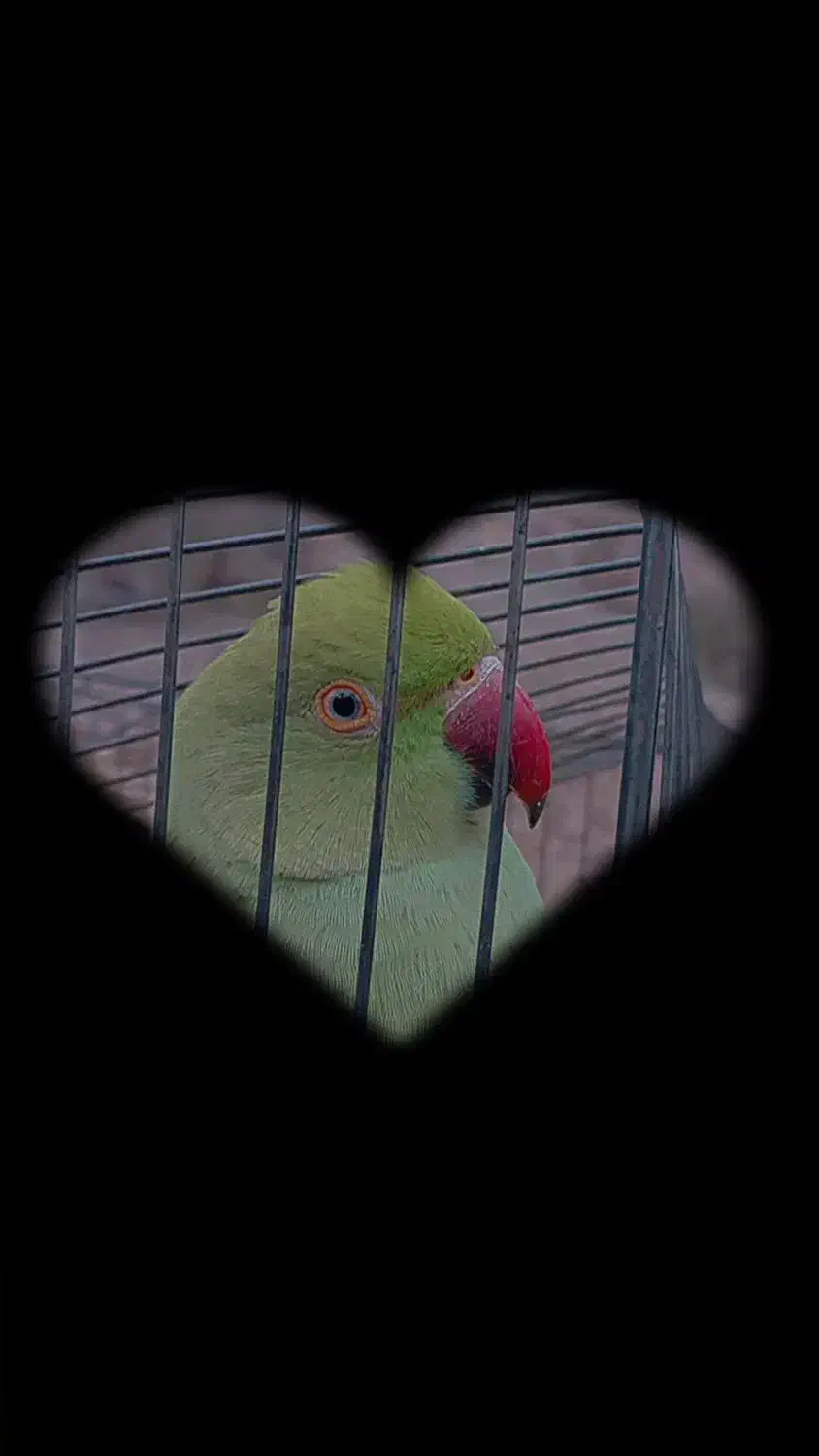 طوطی ملنگو|پرنده|اشتهارد, |دیوار