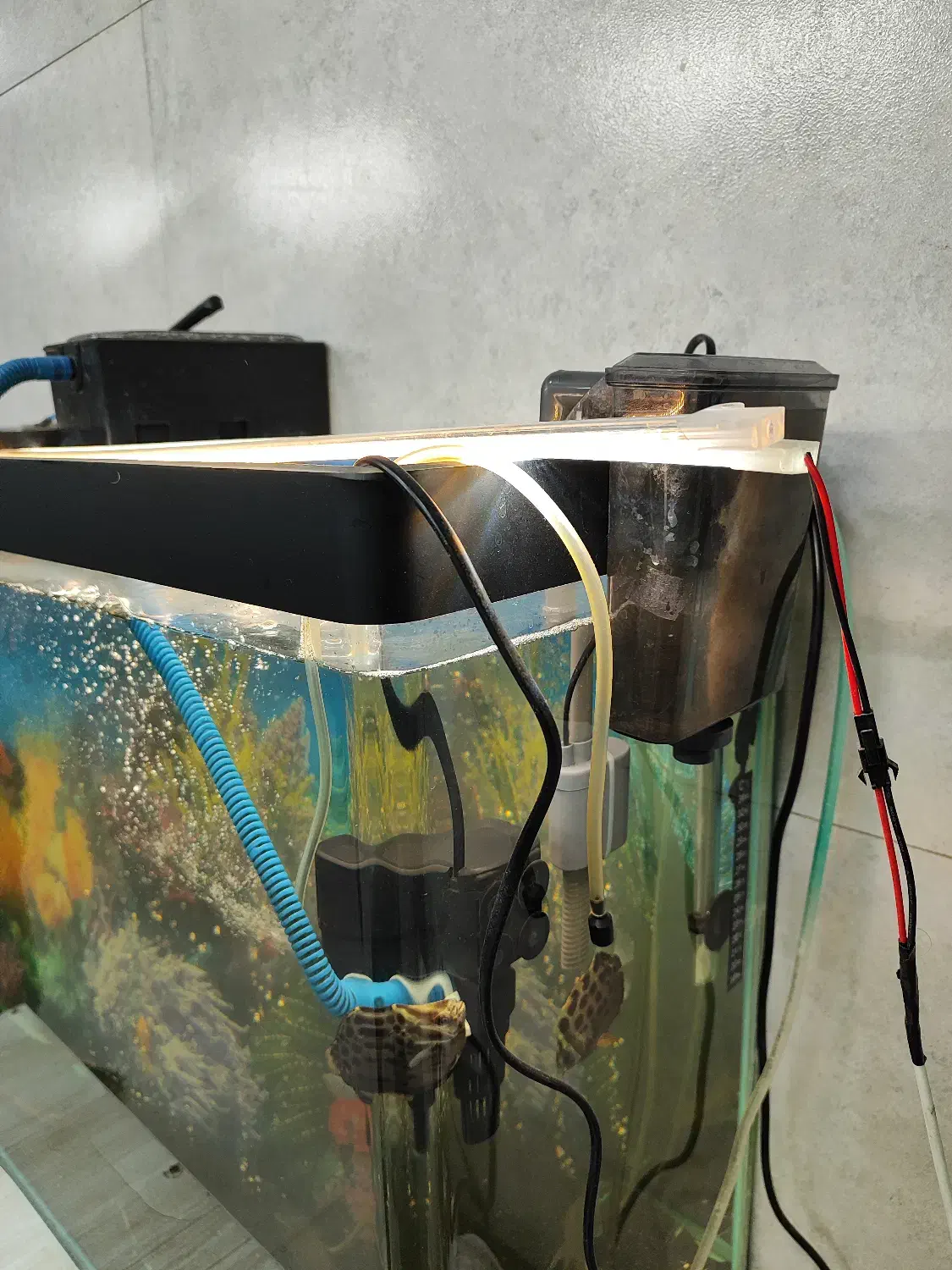 آکواریم و ماهی|ماهی|محمدیه-قزوین, |دیوار