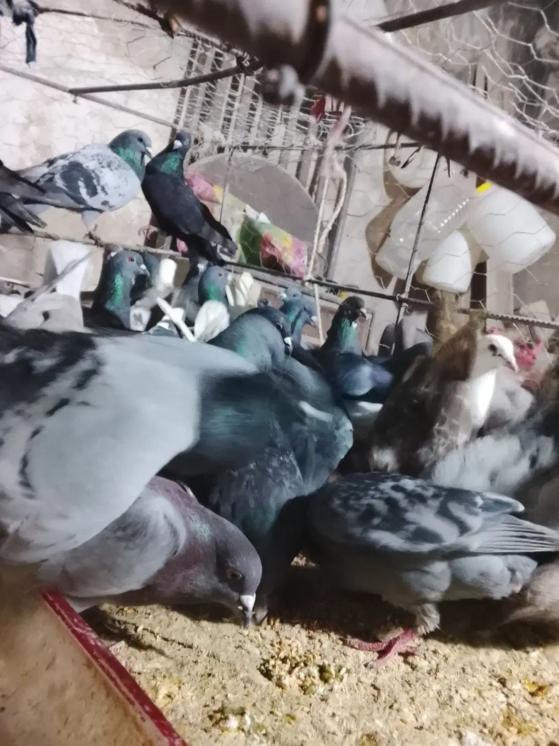 کبوتر. پلاکی|پرنده|سوق, |دیوار