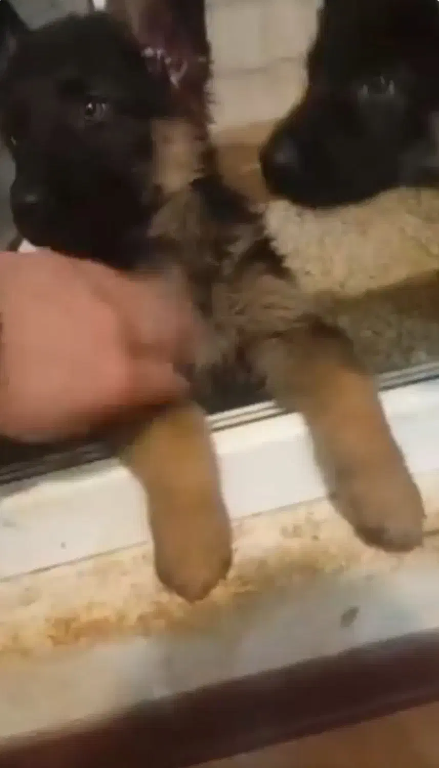 توله سگ ژرمن شپرد اصل|سگ|مشهد, چهارچشمه|دیوار