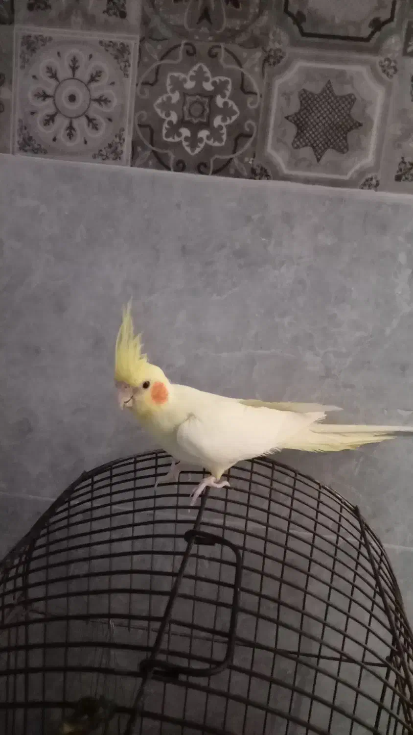 عروس هلندی|پرنده|خرمشهر, |دیوار