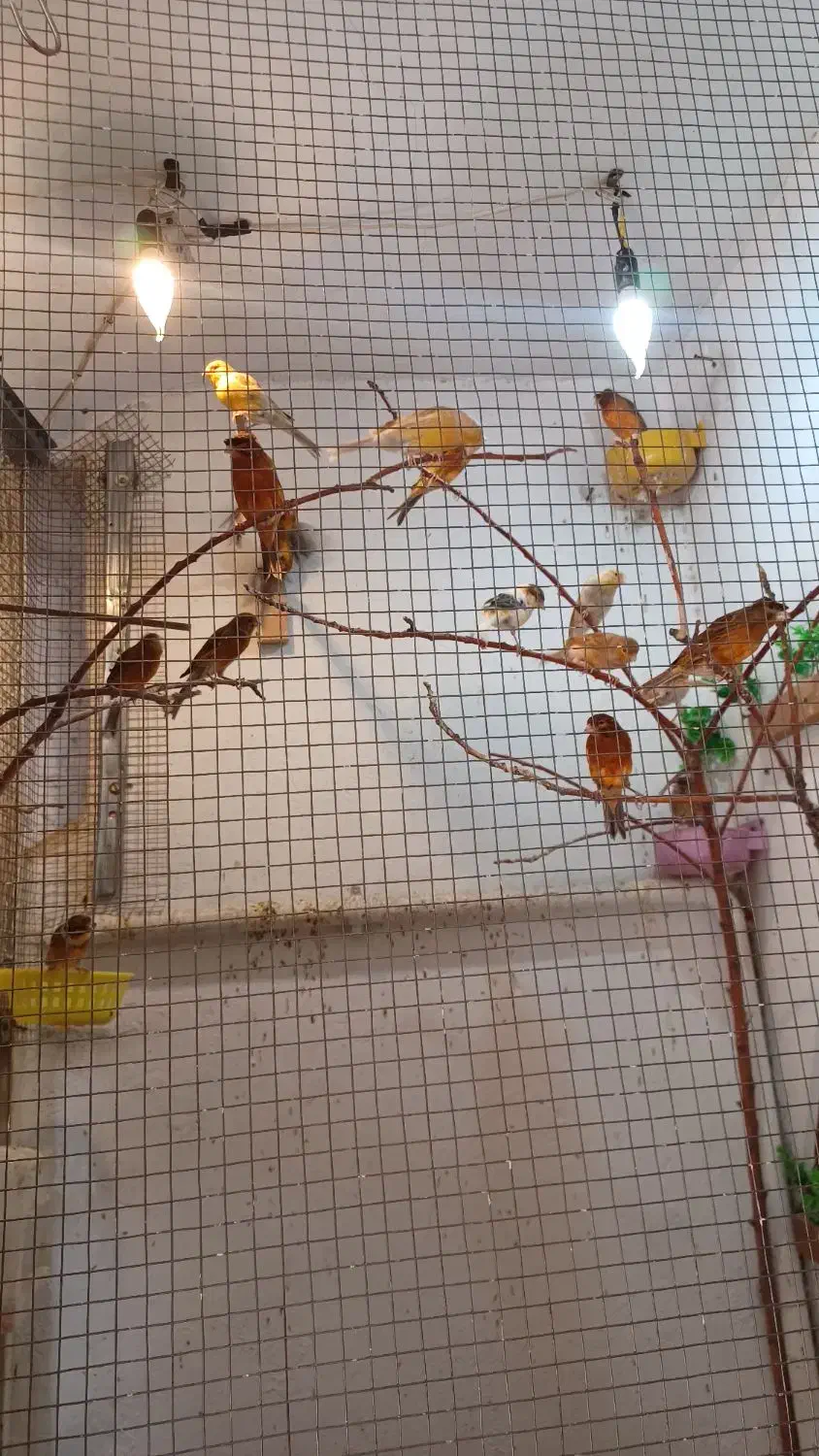 قناری|پرنده|تهران, جوادیه تهرانپارس|دیوار