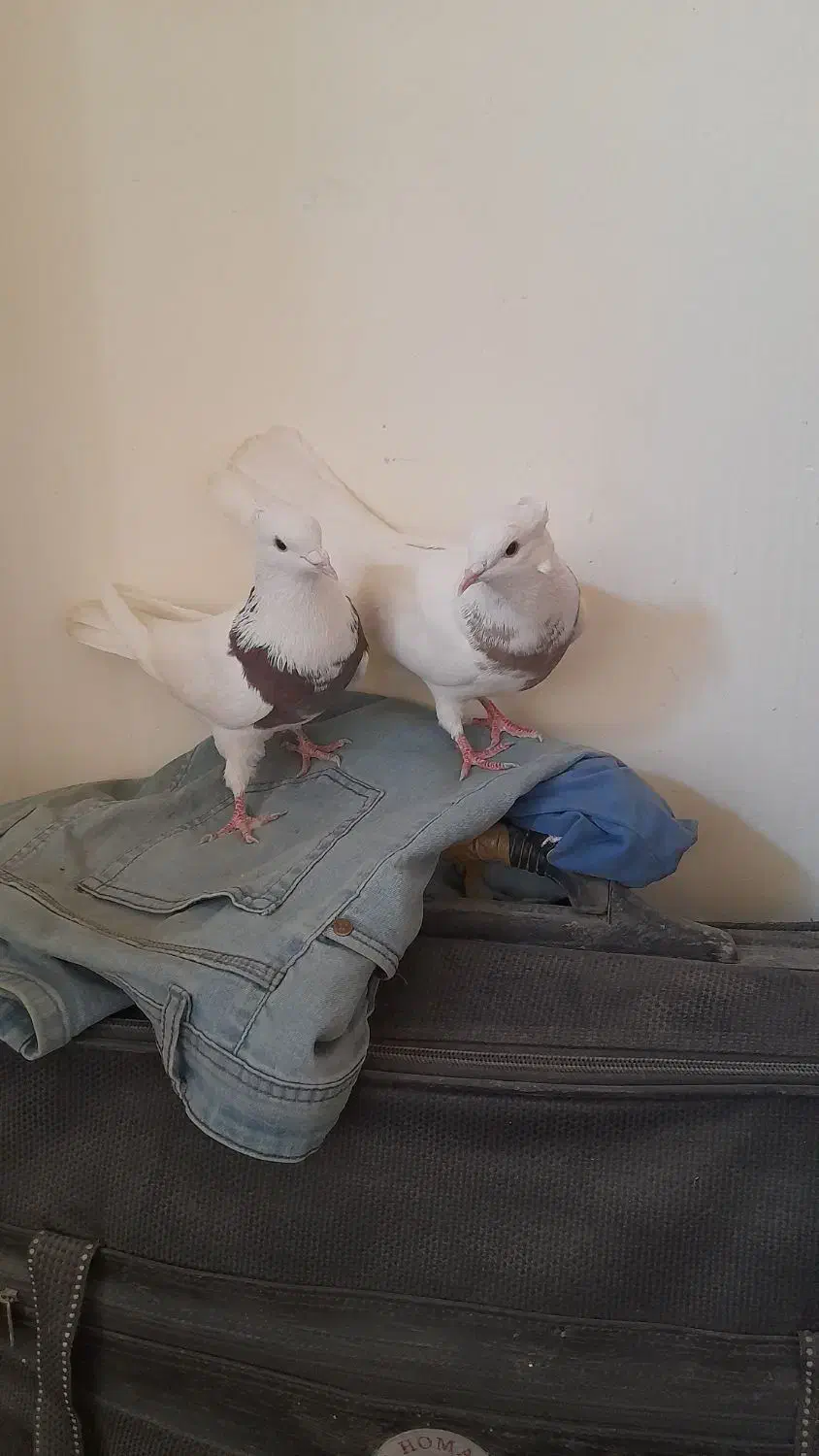 کبوتر طوقی|پرنده|شاهین‌شهر, گرگاب|دیوار