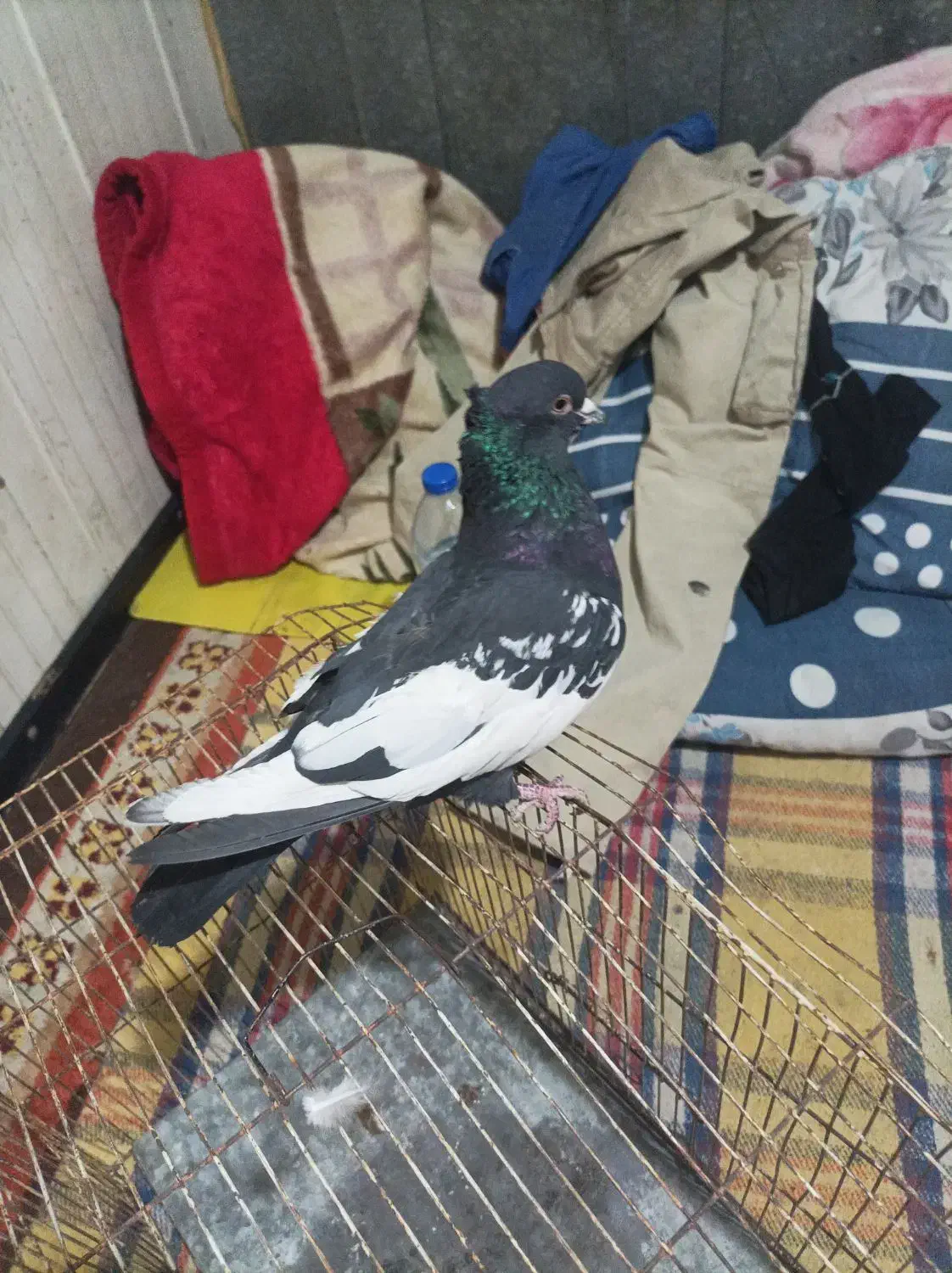 قفس پرنده.کبوتر|پرنده|صدرا-فارس, فاز ۱|دیوار