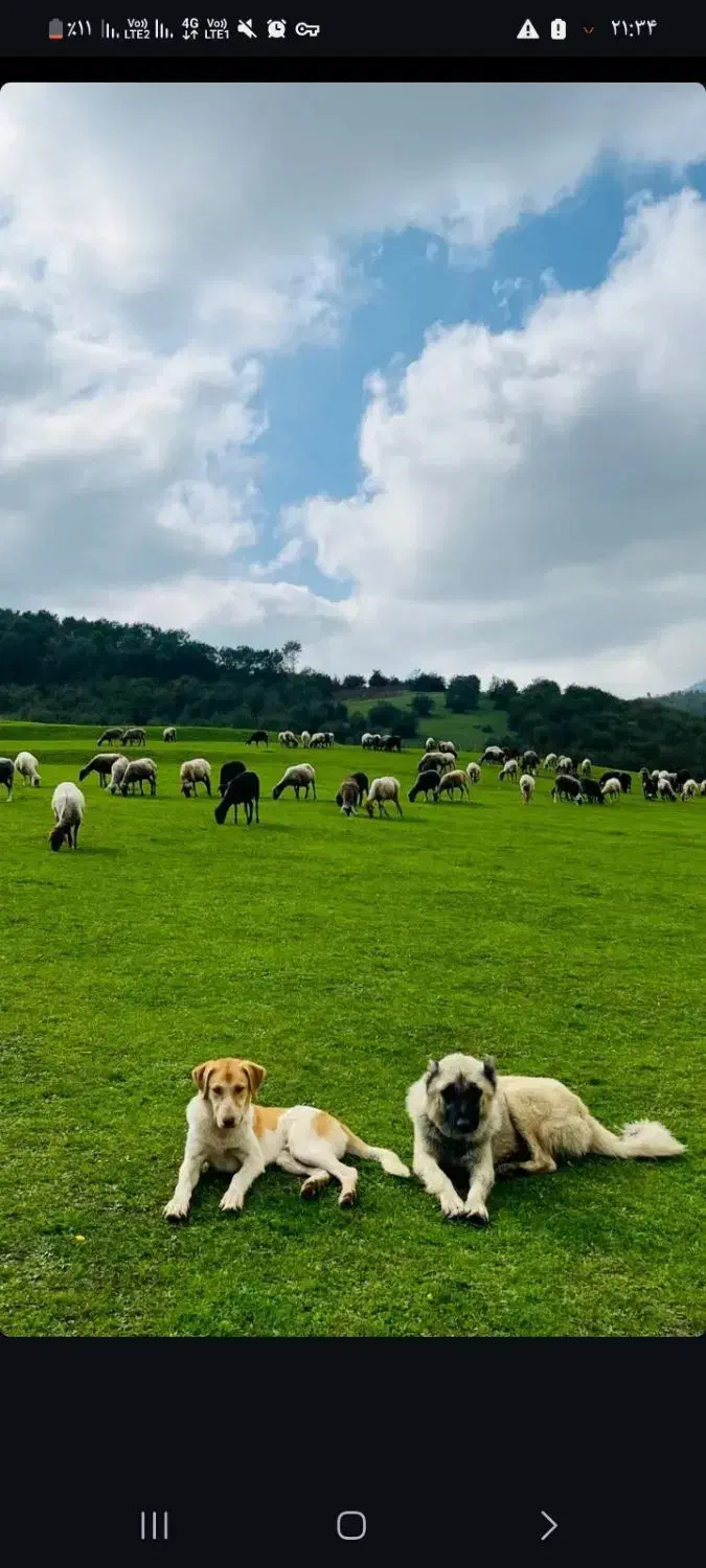 گردشگری|تور و چارتر|بابل, |دیوار