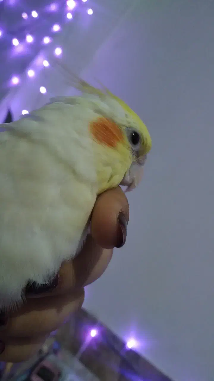 گمشده ، عروس هلندی|پرنده|جیرفت, |دیوار