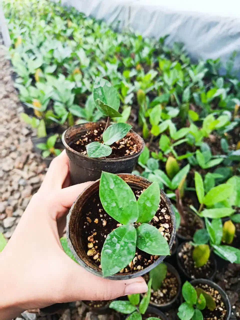 فروش گل زامیفولیازامفولیا|گل و گیاه طبیعی|بابل, |دیوار