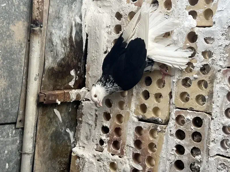 کبوتر دو کت سیاه کاکلی|پرنده|کاشان, مشکات|دیوار