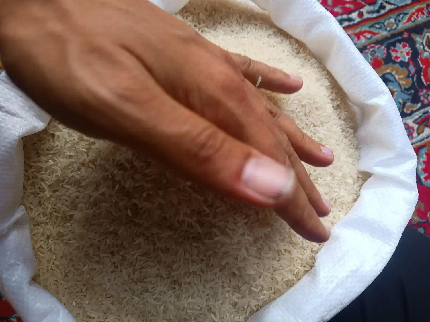 برنج فجر سوزنی ۹۰روز|عمدهفروشی|آق قلا, |دیوار